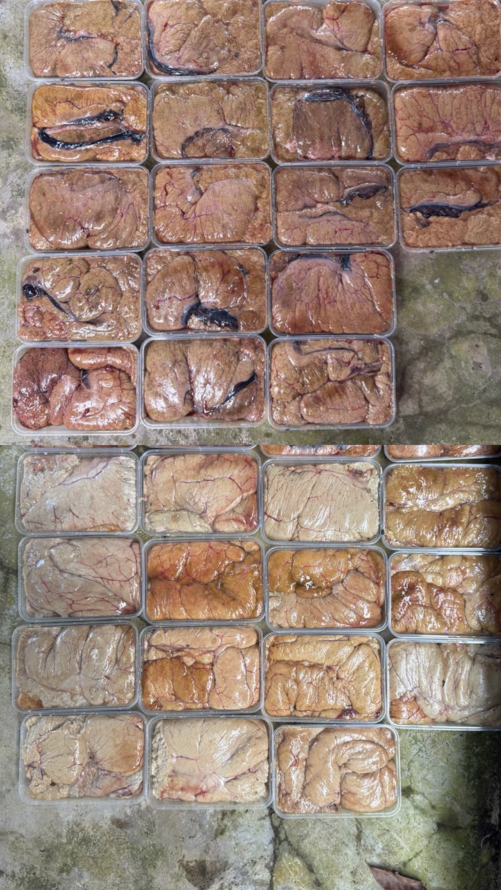 Telur Ikan